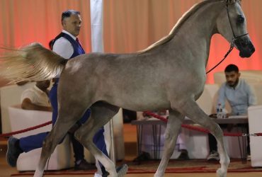 دورة لمدربي خيل الجمال العربية في البحرين