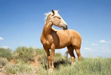 كيف تحقق هدفك من ركوب الخيل؟