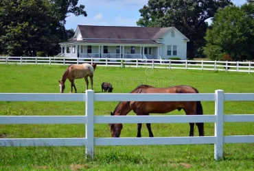كيف تمنع انتشار الأمراض في الإسطبلات