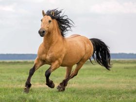 المكملات الغذائية أنواعها وفوائدها