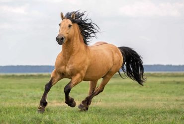 المكملات الغذائية أنواعها وفوائدها