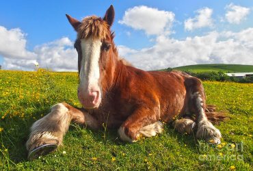 سبع خطوات لتحفيز حصانك