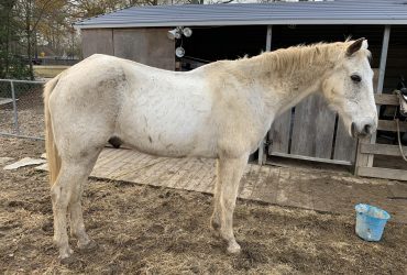 صعوبة الحفاظ على الوزن عند الأحصنة