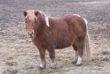 التعامل مع المهور الممتلئة