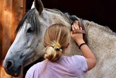 أربع أدوات للعناية بحصانك