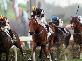 مصر تستعد لاستضافة بطولة الفروسية الدولية 2024