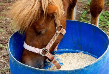 5 أشياء سامة للخيول