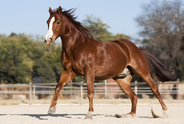 أسئلة وإجابات سريعة عن الخيول