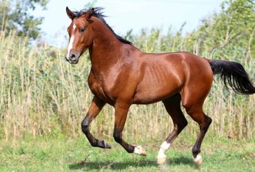 كم من الوقت تعيش الخيول؟