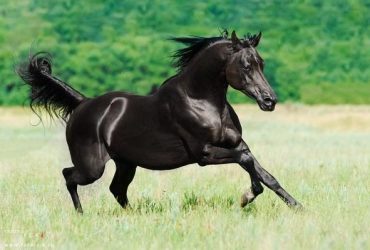 نصائح تساعدك على الشعور بالثقة عند ركوب الخيل