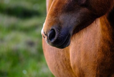 3 أسباب لسعال حصانك