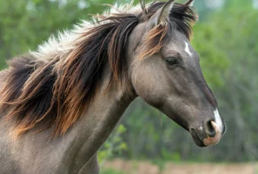 قطرة من بحر علم الخيل والفروسية