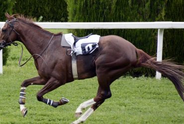 نصائح لشراء خيول السباق