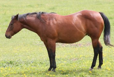 علامات التوتر لدى الخيول