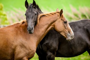 التزاوج بين الخيول من نفس السلالة