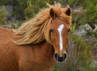 نزيف أنف الحصان لماذا يحدث؟