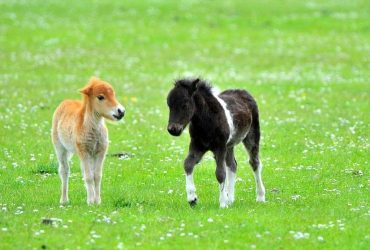 تغذية المهور بعد الفطام