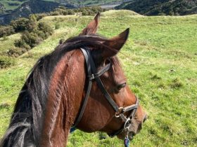 موت حصان بسبب الألعاب النارية