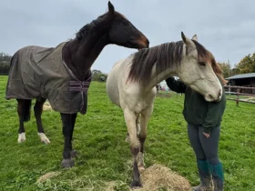 برنامج العلاج بالخيول لمساعدة آباء ذوي الاحتياجات الخاصة