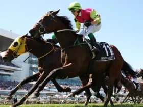 خيول السباق