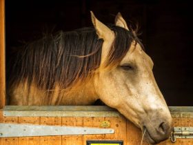 الحكم على امرأة أهملت حصانها