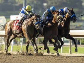 أبرز الخيول الغربية في عام 2025