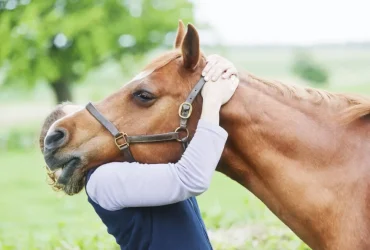 العلاج النفسي بمساعدة الخيول
