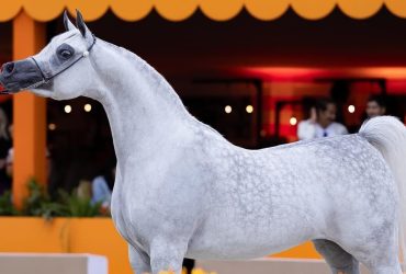 الرياض تستضيف نهائيات جولات الجياد العربية في نوفمبر 2024