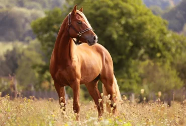 كيف تسوق أعمالك في مجال الخيول؟