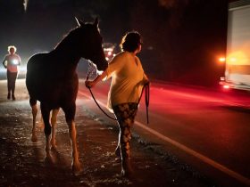 حريق فرانكلين والخيول