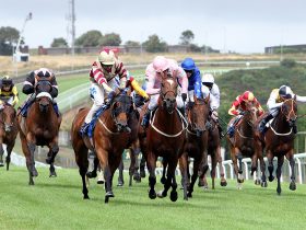 كيف يدعم سباق الخيل في ألبرتا برامج تحسين السلالات