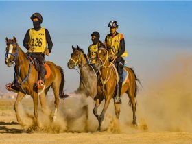 جوائز سباق القدرة والتحمل برعاية الاتحاد المصري للفروسية