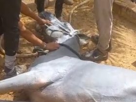 إيقاف سباق الفروسية في منطقة سقارة الأثرية