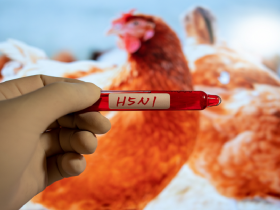 دراسة جديدة: هناك احتمال انتقال إنفلونزا الطيور إلى الخيول