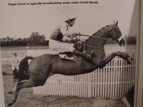 من هو تينجل كريك؟ الحصان الذي سُمي على اسمه سباق ساندون من الدرجة الأولى