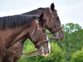 أهم مزادات الخيل في السعودية