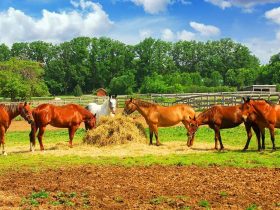 الاتحاد الأوروبي للفروسية يُصدر كتيبات لتعزيز الاستدامة في رياضة الفروسية