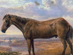 بيلي العجوز أطول الخيول عمرًا على الإطلاق!