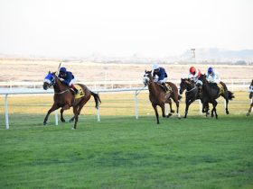سباقات كأسي ولي العهد تتألق بمشاركة نخبة من أقوى الخيل