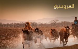 الخيول المنغولية صغيرة الحجم مقارنة بالسلالات الأوروبية أو العربية، لكنها تتمتع بقدرة تحمل هائلة.