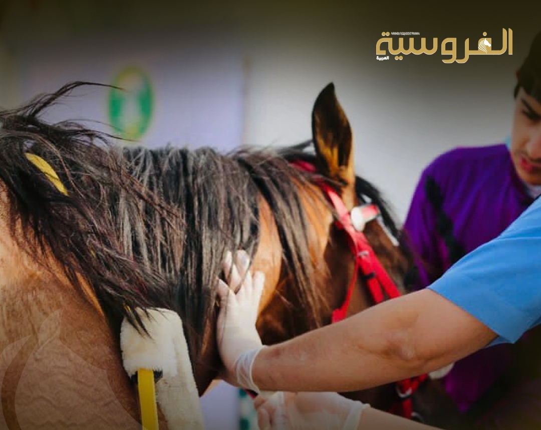 كتاب جديد يربط العلم بالتطبيق في تغذية الخيول - مجلة الفروسية
