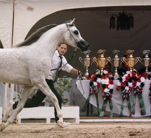 من فعاليات الجولة الثامنة من كأس الإمارات العالمي لجمال الخيل العربية.