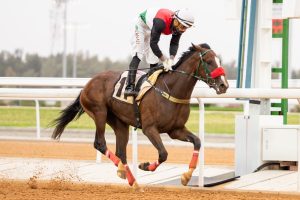 المهر " موف الوعايد " من أبرز المرشحين لكأس الأمير سعود بن سلمان بن عبدالعزيز للمهور