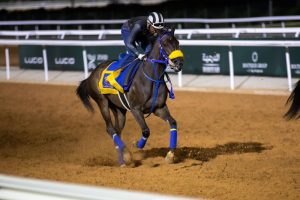 المهرة " أنا الجنوبية " من أبرز المرشحات لكأس الأمير سعود بن سلمان بن عبدالعزيز للمهرات