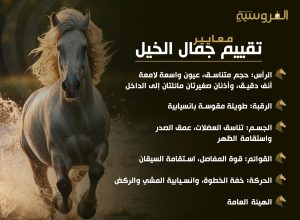 معايير تقييم جمال الخيل