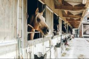 أفادت عدة دراسات أن الخيول تظهر سلوكيات استرخاء على شكل خفض في درجة حرارة العين، وتنفس أبطأ، وميل التوازن نحو النظام الودي (Parasympathetic