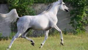 تسير جميع حالات الحمل بالطريقة نفسها. حيث تظهر بعض الأفراس علامات مبكرة لقرب الولادة.