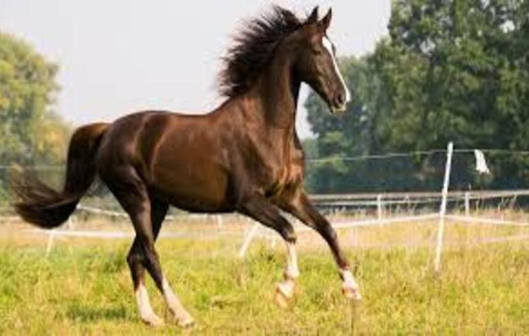 الخيل وفارسها.. علاقة وفاء وتماثل تمتد عبر الزمن