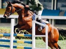 أبرز فعاليات الفروسية والخيل في السعودية والخليج هذا الأسبوع