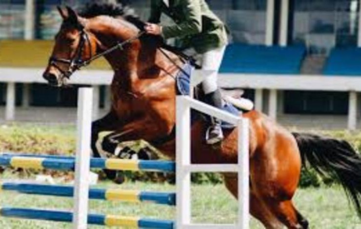 أبرز فعاليات الفروسية والخيل في السعودية والخليج هذا الأسبوع